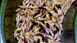 Maybe you would like to learn more about one of these? Interpretasi Mimpi Untuk Melihat Cacing Dalam Mimpi Arti Tidur Mengapa Bermimpi Putih Hitam Merah Bersahaja Kecil Besar Panjang Hidup Merangkak Hujan Cacing Di Tubuh Makanan Di Mulut Bumi Ikan Di Bawah