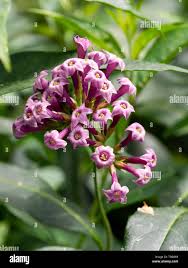 Image result for Cestrum × cultum