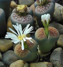 Image result for Aizoaceae