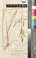 Image result for Eragrostis gangetica