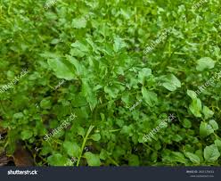 Image result for Nasturtium officinale