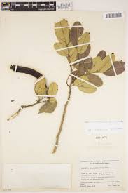 Image result for Bobgunnia madagascariensis