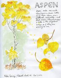 Quaking Aspen Aspen Trees Tattoo Tree Sketches Tree Painting