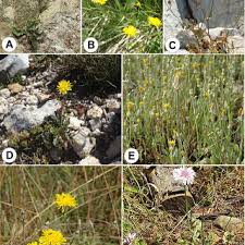 Image result for Crepis urundica