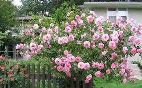 Pin By Suzanne Ostrowski On Rose Garden Climbing Roses John Davis Coming Up Roses