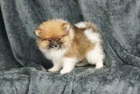 Bernie Stunning True Teacup Pomeranian Girl From A World Famous Award Winning Breeder In Tyld Pomeranian Dog Pomeranian Puppy For Sale Pomeranian Puppy Teacup