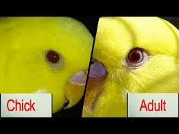Budgies Parrot Red Eyes Chicks Adult Different Budgies Birds Breeding Budgies Diet Youtube
