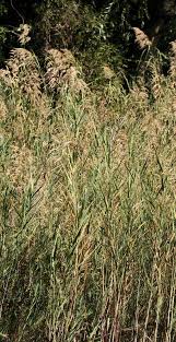 Image result for Phragmites mauritianus