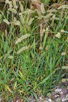 Image result for Setaria longiseta