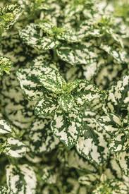 Image result for Hypoestes sp. aff. aristata B