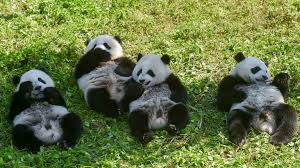 The giant panda has an insatiable appetite for bamboo. Giant Pandas No Longer Endangered But Still Vulnerable Says China Bbc News