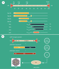 Image result for Blue 1997 AAV