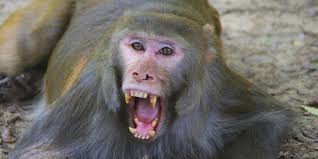 Monyet ketawa monyet kartun monyet kawin monyet kuning monyet kocak monyet kembar monyet laut monyet lembang monyet lutung monyet lion king monyet langka monyet lampung monyet liar monyet pake jas hujan monyet lucu monyet pantai monyet cukur rambut monyet kecil monyet. 7 Alasan Kenapa Sebaiknya Kamu Tidak Pelihara Monyet