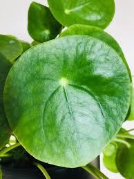 Check spelling or type a new query. Pilea Peperomioides Chinese Money Plant Guide Our House Plants