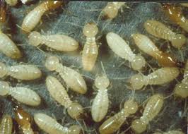 You will need to ensure a central coast based residential and commercial pest controller visits your home or premises to eliminate the risk. All Star Pest Control Newcastle Hunter Central Coast Treatment Of Spiders Cockeroaches Birds Termites White Ants Lice Fleas Crickets Bees Wasps Rodents Home