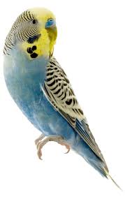 The veterinary care industry is dominated by women. Bird Veterinarian Menomonee Falls Wi Brook Falls Veterinary Hospital