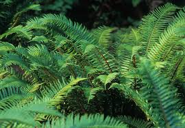 Image result for Polystichum