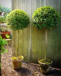 Pin By Susan Brux On Topiaries Boxwoods Eugenia Topiary Container Plants Topiary