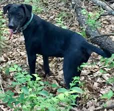All Black Catahoula Leopard Dog Plummer S Jett Solid Black Catahoula Catahoula Catahoula Leopard Dog Catahoula Cur