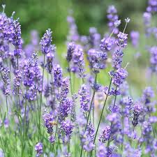Image result for Lavandula angustifolia Vera