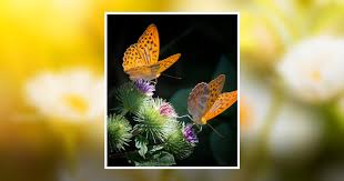 Tammy Jo Dilks Obituary September 17, 2022