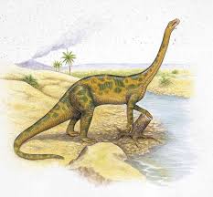 Image result for Dinophora