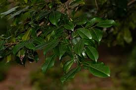 Image result for Trilepisium