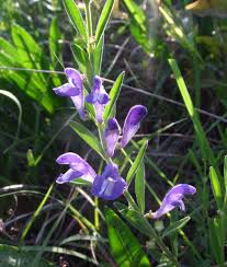 Image result for Scutellaria schweinfurthii
