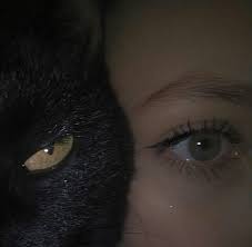 Kafestekikarinca On Instagram Bakissiz Bir Kedi Kara Cat Aesthetic Black Aesthetic Dark Aesthetic