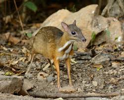 Mouse Deer Are Neither Mice Nor Deer They Are Tiny Size Of A Rabbit Hoofed Herbivores With Fangs They Are Nocturnal A Mouse Deer Animals Rainforest Animals