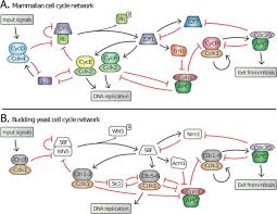 How can you tell rough er from smooth er? Punctuated Evolution And Transitional Hybrid Network In An Ancestral Cell Cycle Of Fungi Biorxiv