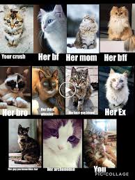 They Should Have Put The Cat That Coughs Like Kids Funny Animal Memes Funny Animals Funny Cat Memes