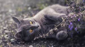 Browse and download the latest high definition cats wallpapers! Grey Cat Wallpaper 4k 4 3335