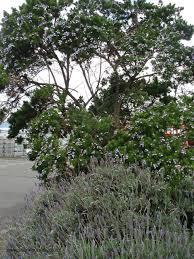 Image result for Psoralea glabra