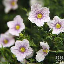 Image result for Nierembergia hippomanica