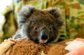 Australian Wildlife Park Welcomes 1st Baby Koala Following Devastating Bushfires Daily Sabah
