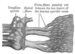 Diseases of the cranial nerves adams and victor's Spiral Ganglion Wikipedia