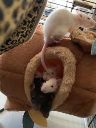 Time To Wake Up The Roadside Rescue Babies Are The Cutest Rat Rats Rodent Pet Roadside Rescue Rodents Rats