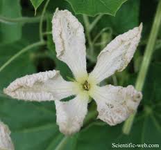 Image result for Lagenaria abyssinica