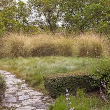 Image result for Sporobolus consimilis