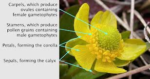 Image result for Ranunculus raeae