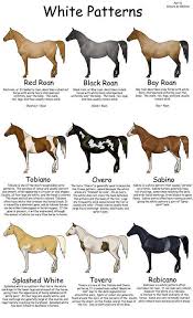 Pin By Jenny Tipa On Pony Club Horses Horse Color Chart