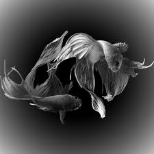 Gambar kartun ikan hitam putih keren selamat datang kawan yang kami cintai kali ini. 73 Species Of Betta Fish Ikan Laga Cupang For Android Apk Download