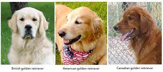 They both are still 100% within their breed specs. What Are The 3 Types Of Golden Retrievers Pupper Bark