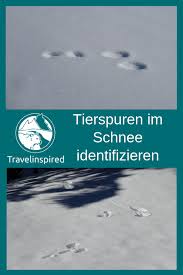 Könnt ihr folgende tiere unterscheiden? Schneeschuhwandern In Tirol Tierspuren Im Schnee Travelinspired Tierspuren Tierspuren Im Schnee Schneeschuhwandern