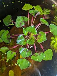 Image result for Trapa natans