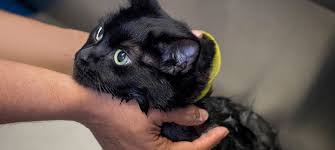 Offer your cat a cooling pad or drink of ice water. How To Give A Stress Free Cat Bath