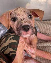 ❤️‍🩹🙏EMMA #A2640040... - Guardians of Florida Animal Rescue | Facebook