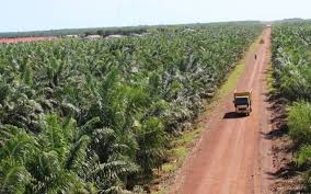 It has 60,570 hectares of oil palm plantations located in malaysia and indonesia which had produced 862,435 metric tonnes (mt) of fresh fruit bunches (ffb) in 2017. Cpo Prices Rebound On News Of China Buying Soyoil The Star