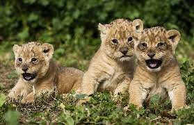 Funny Animals Zone September 2012 Baby Animals Pictures Cute Baby Animals Cute Lion